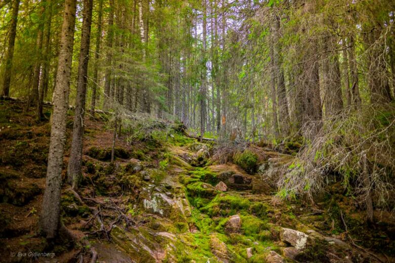 Moss in Skuleskogen