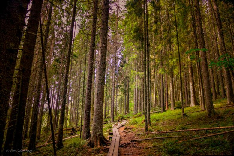 The hiking trail to Slåttdalsskrevan