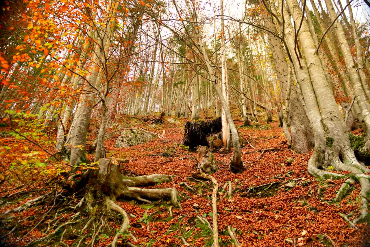 Vrsic Pass-Slovenien