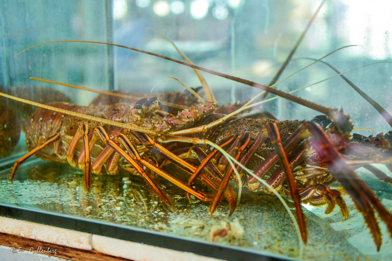 Lobster Shack - Cervantes