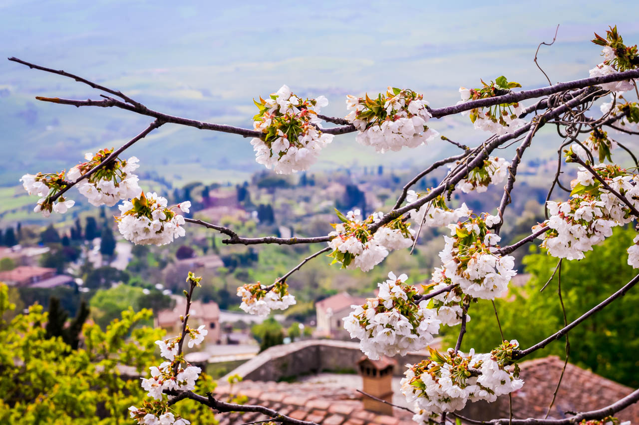 Äppelblom i Volterra