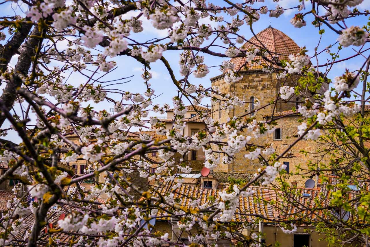 Vår i Volterra betyder blommarnde fruktträd