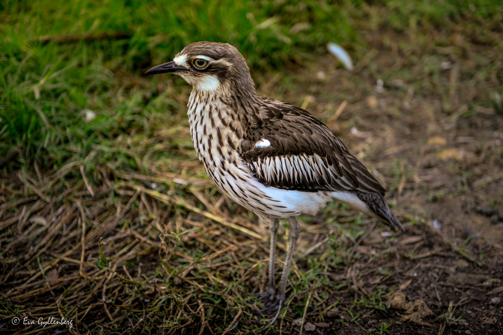 Curlew