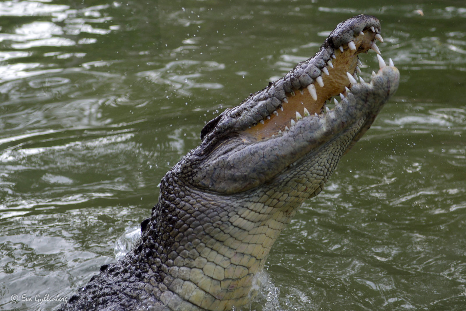 Krokodil