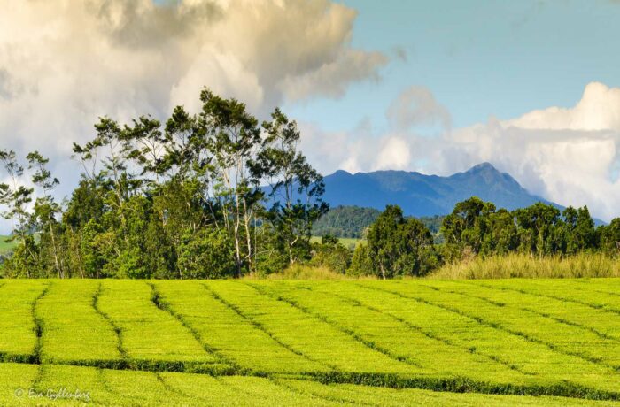 Nerada Tea Plantation - Queensland