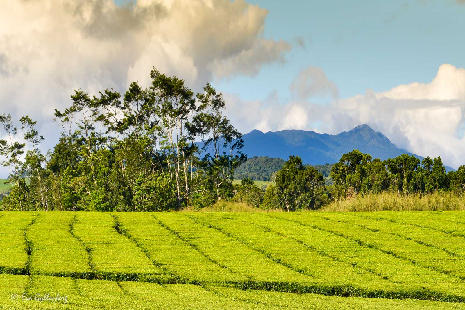 Nerada Tea Plantation - Queensland