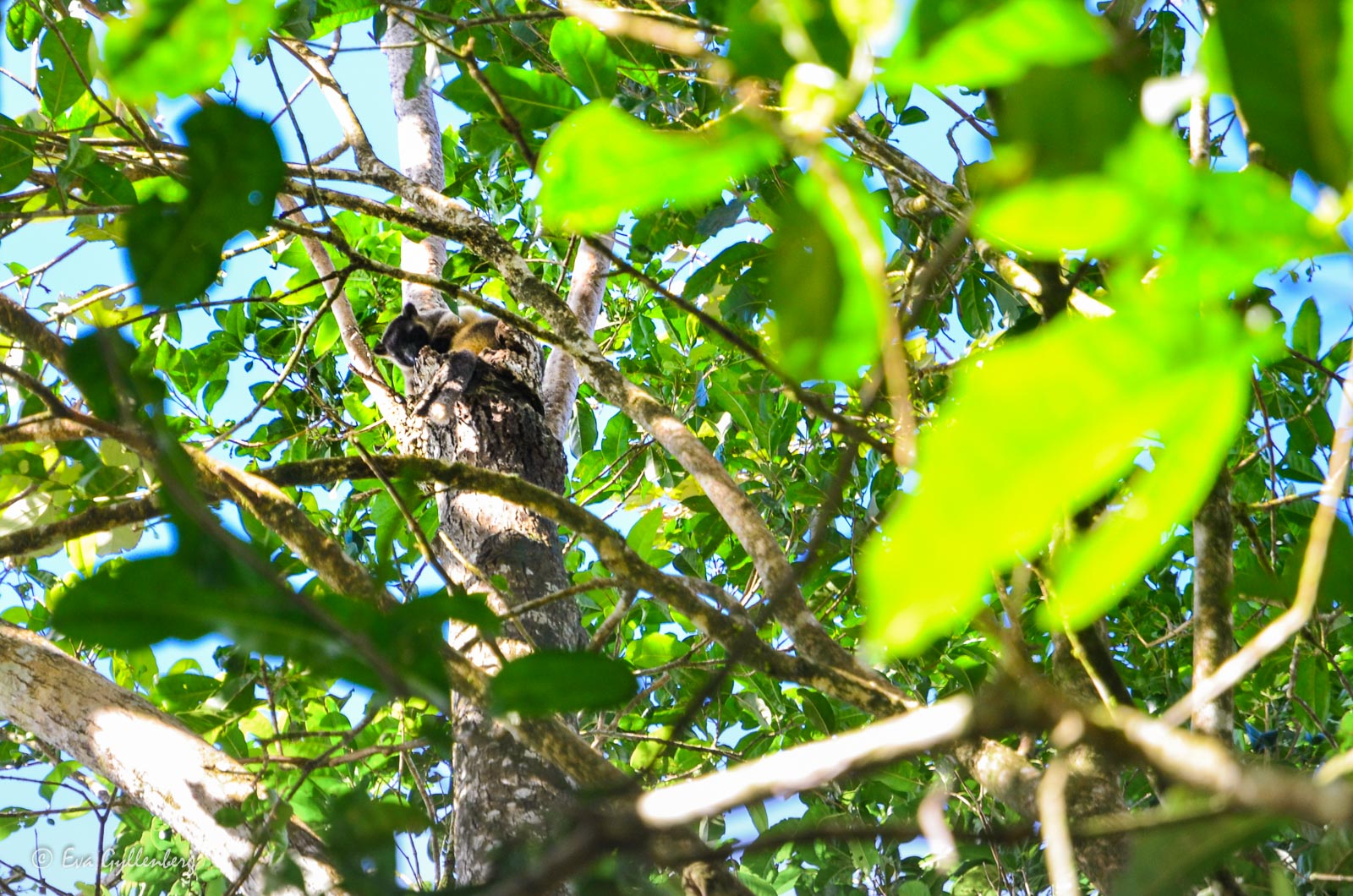 Nerada teplantage - Queensland