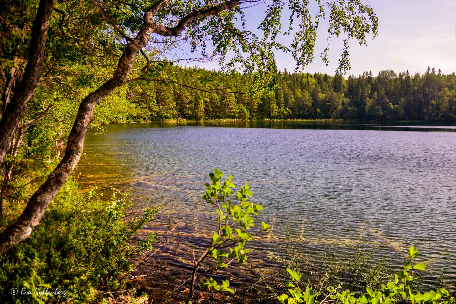 Balestjärnen i solsken