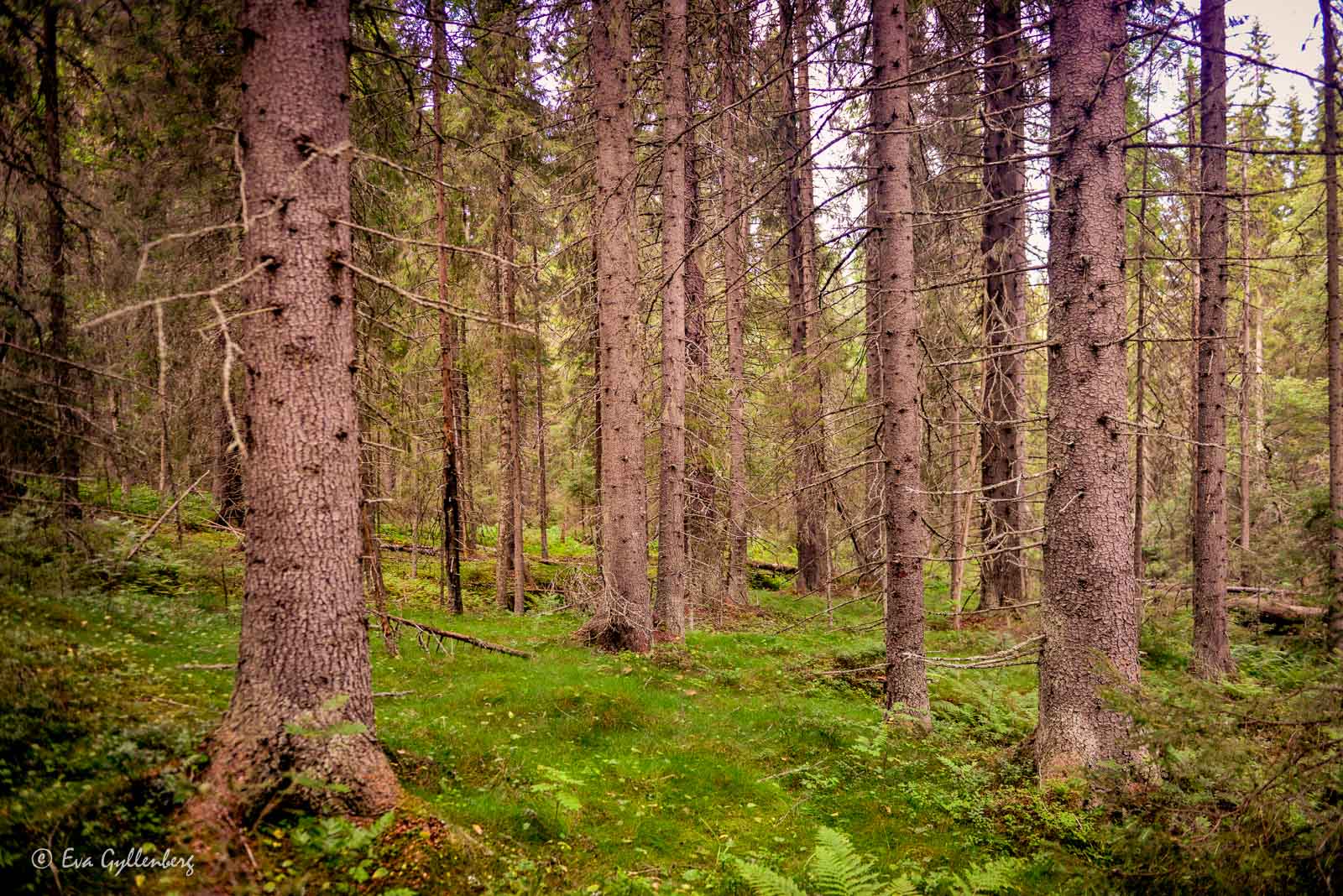 Fin skog utefter Höga Kusten-leden