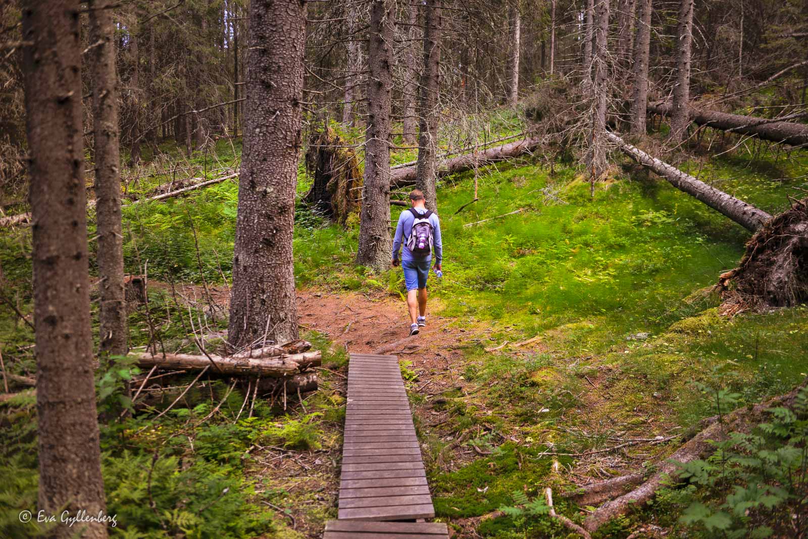 Mörka skogar på väg till Balesudden
