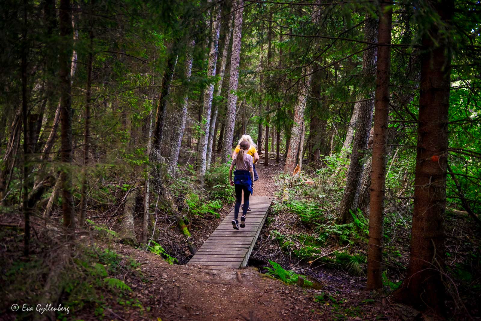 Mörka skogar på väg till Balesudden