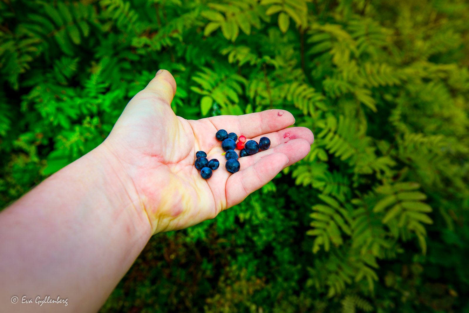 Blueberries always taste good when hiking in Sweden