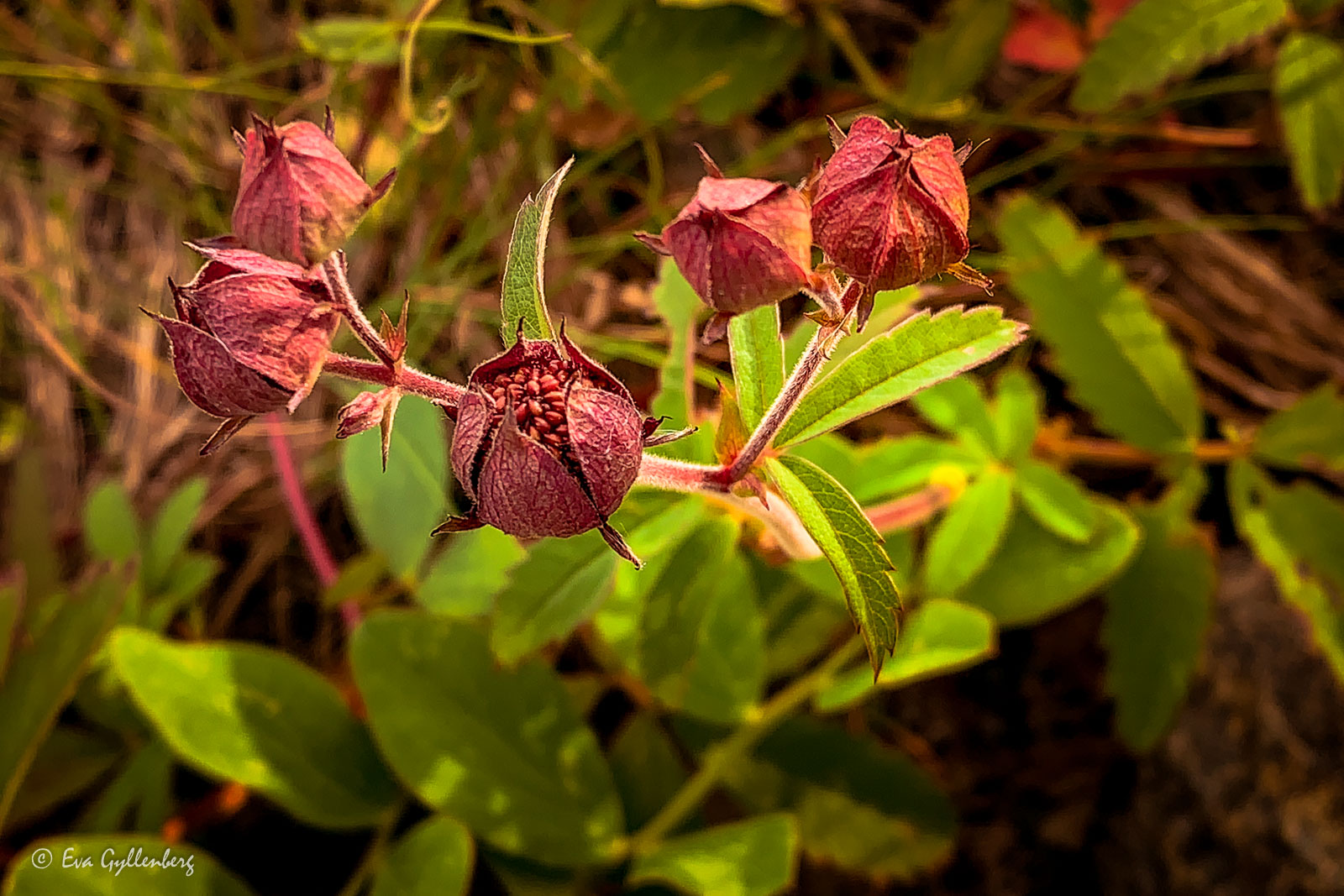 Röda blommor utefter Höga Kusten-leden