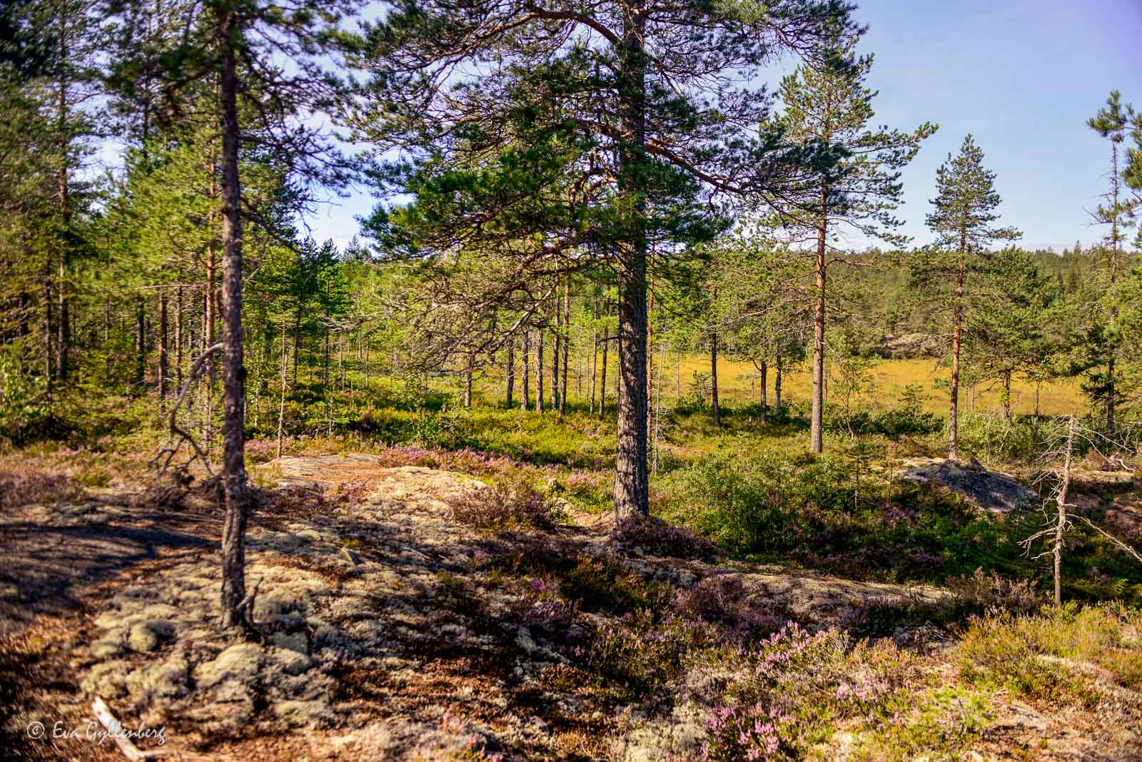 Vandring över ljungfält och klippor utefter Höga Kusten-leden