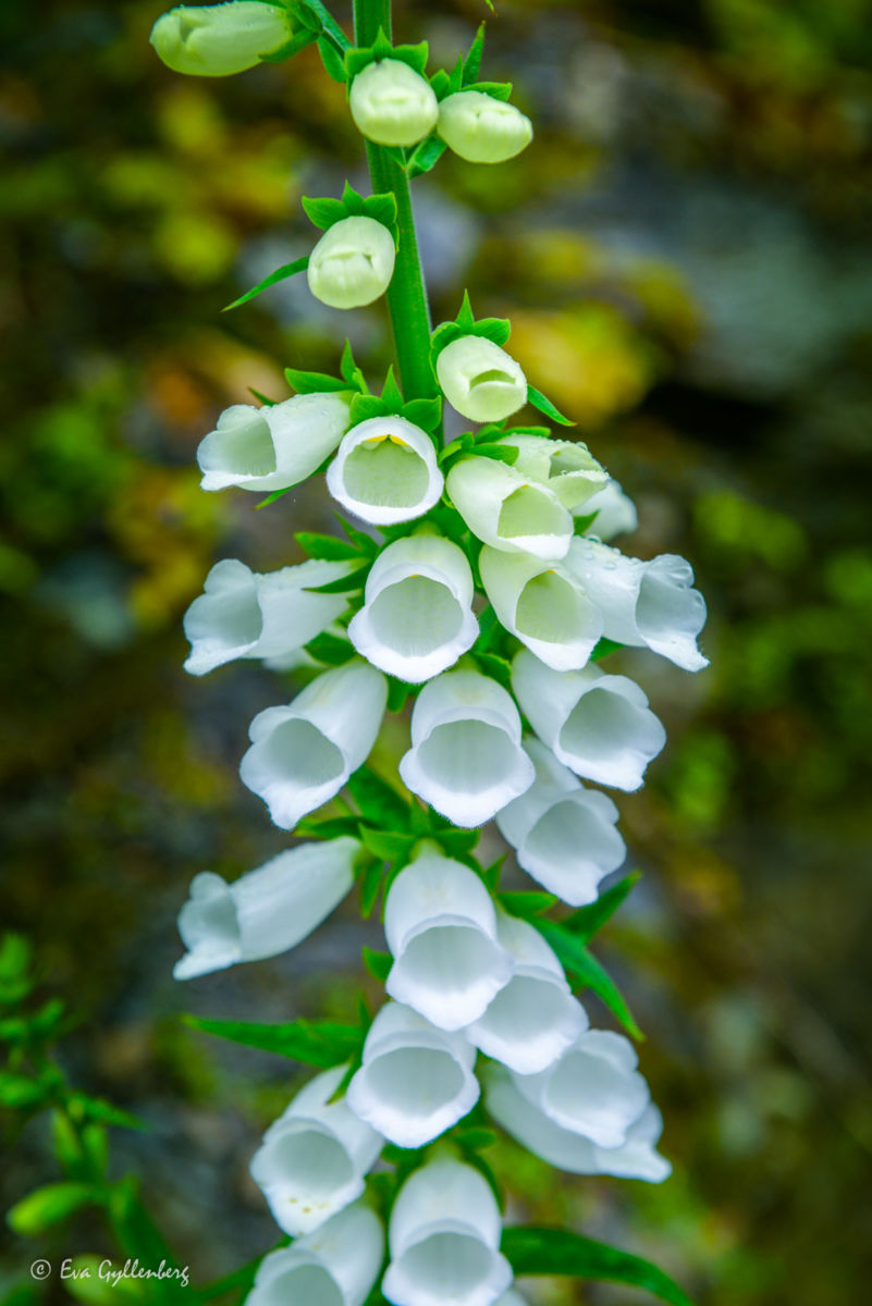 Vit blomsterprakt i Mount Aspire