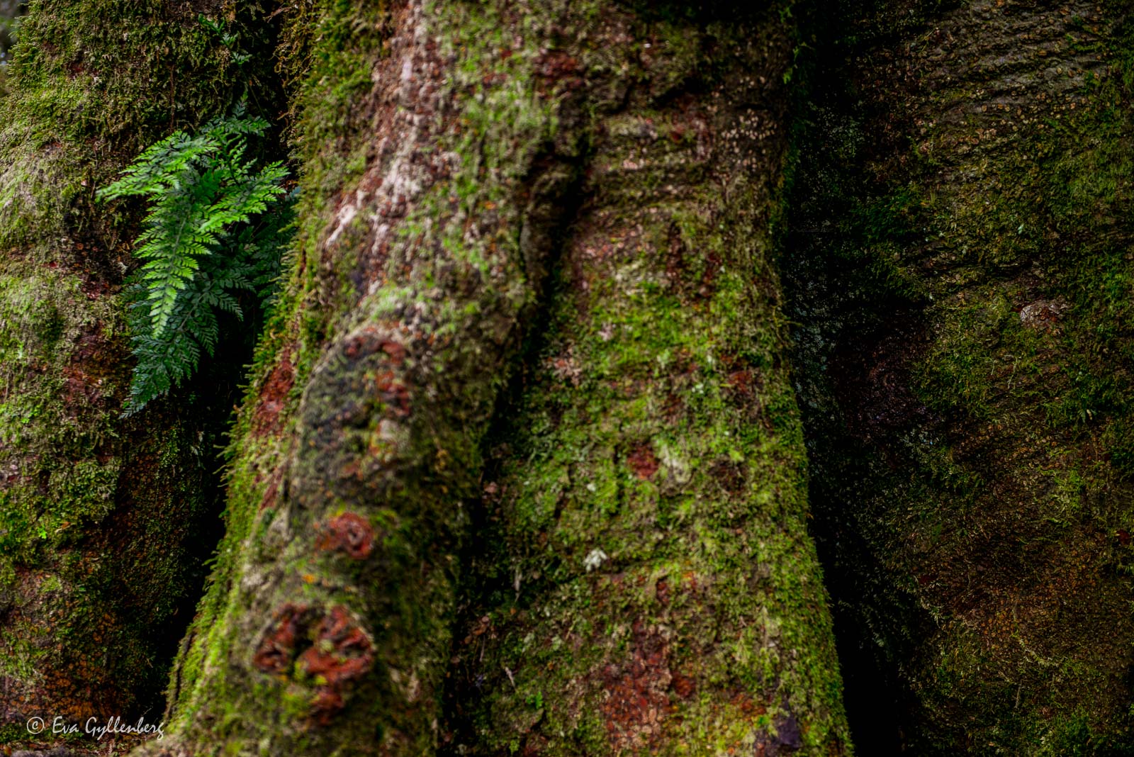 Knotiga rötter i Mount Aspiring