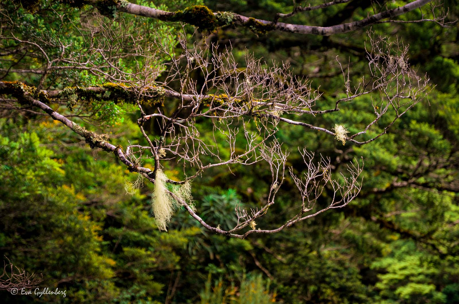 Mossiga grenar i Mount Aspiring