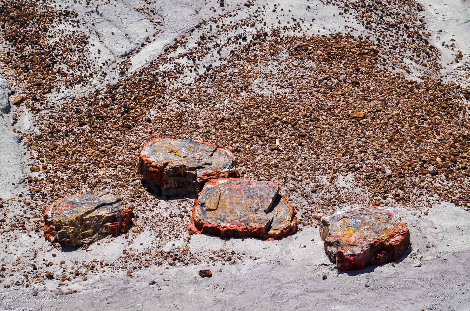 Petrified wood in Petrified Forest