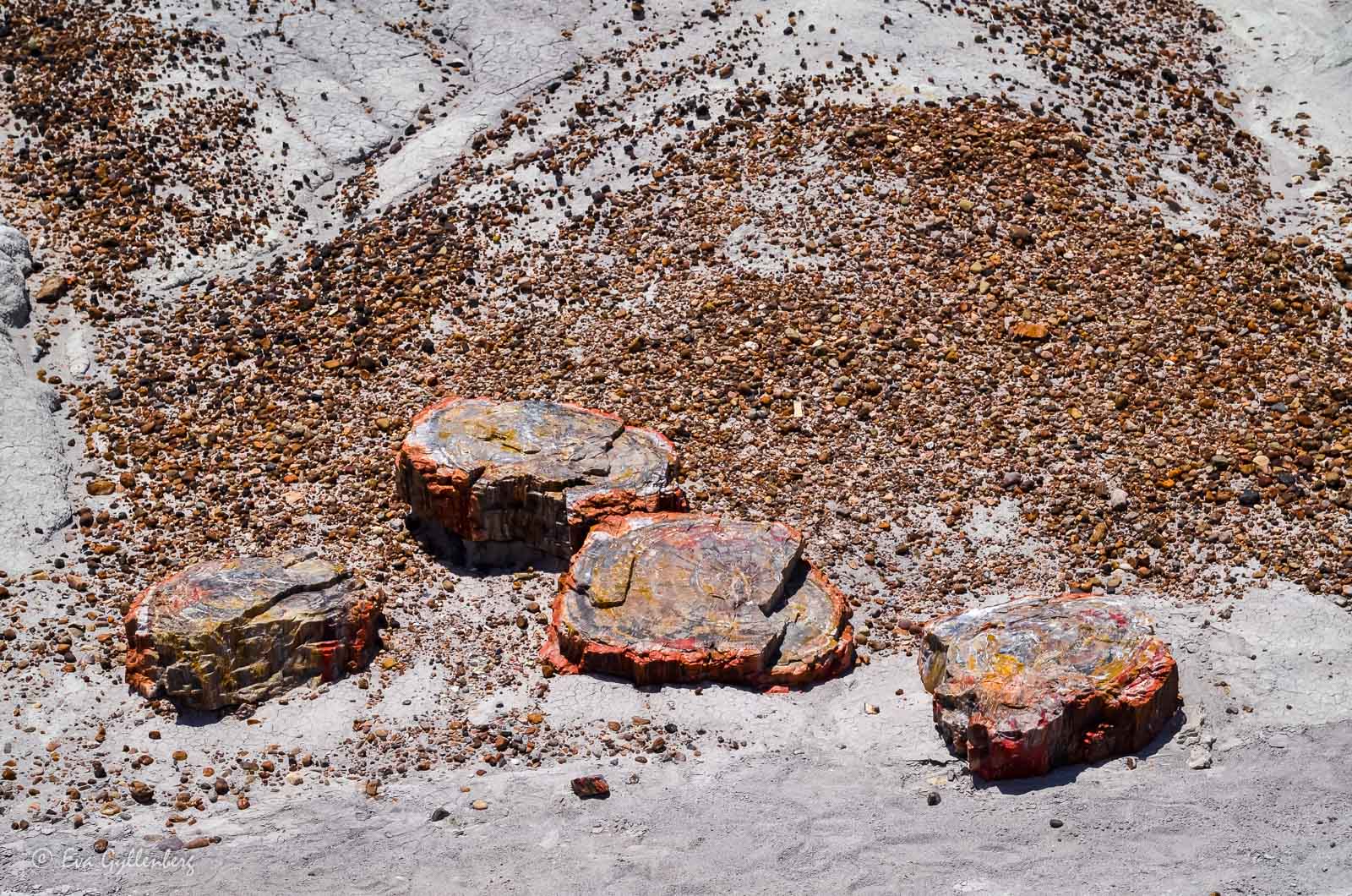 Förstelnat trä i Petrified Forest