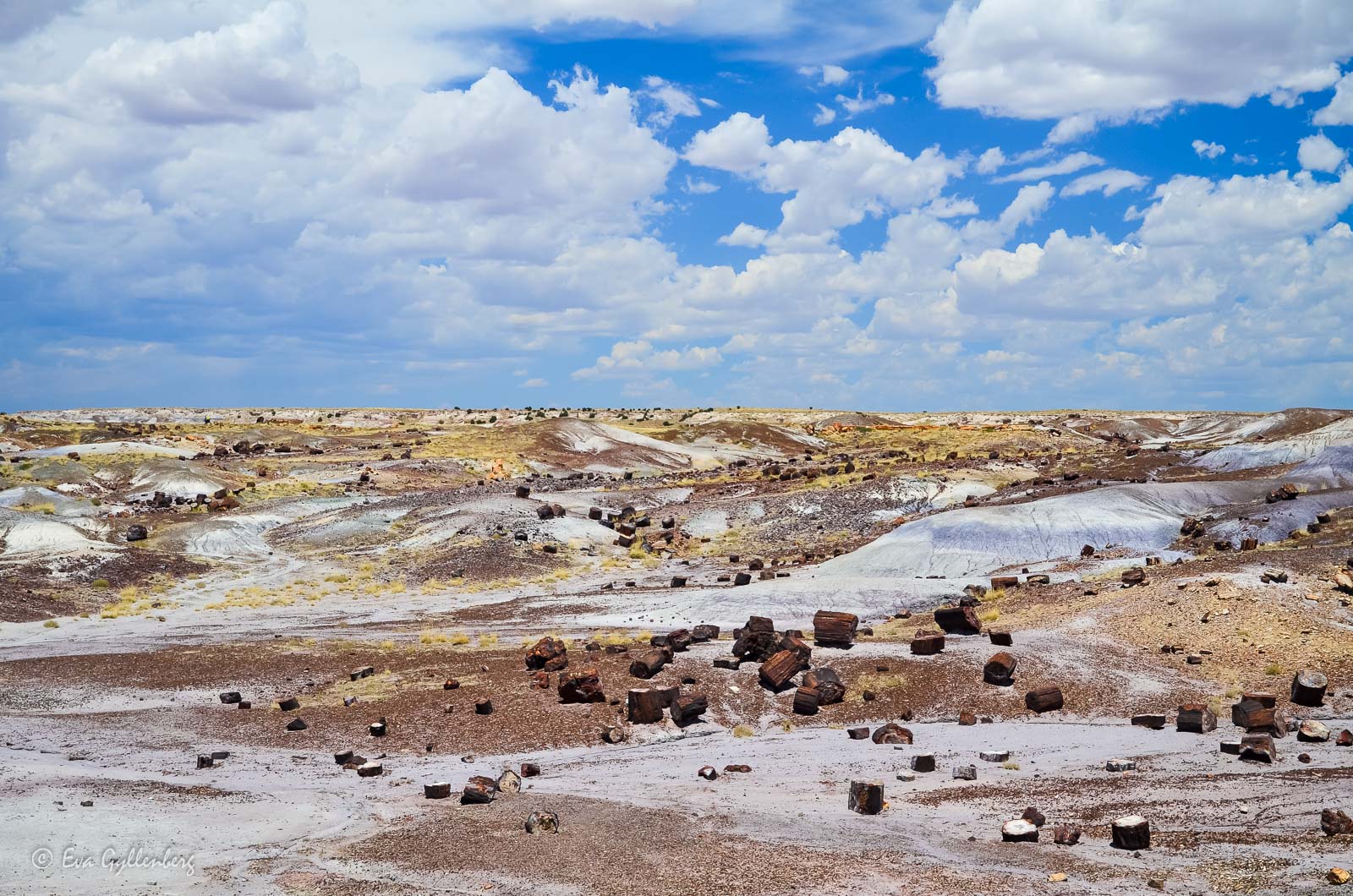 Utslängda trästockar i Petrified Forest