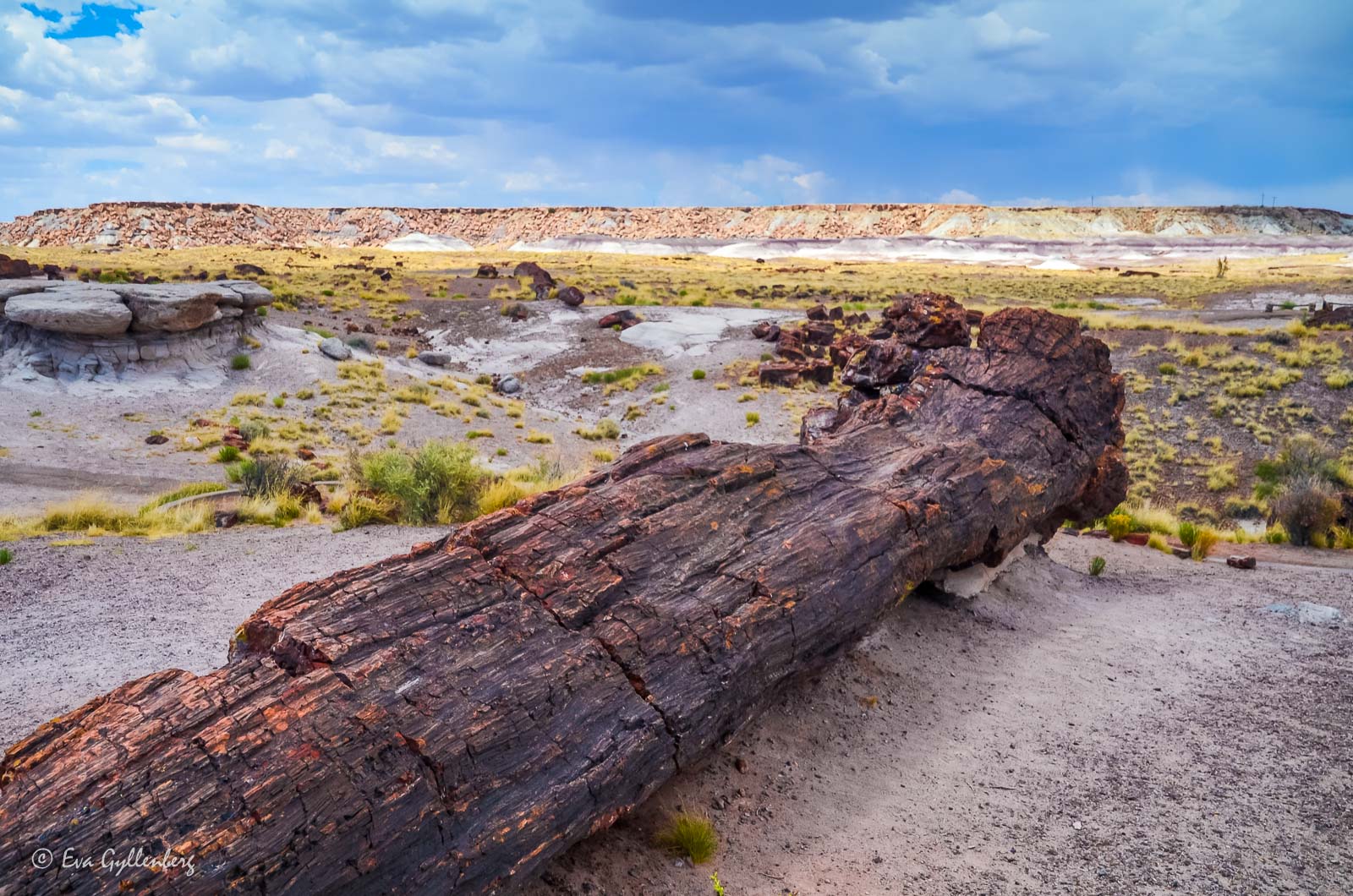 Petrified log in Petrified Forest