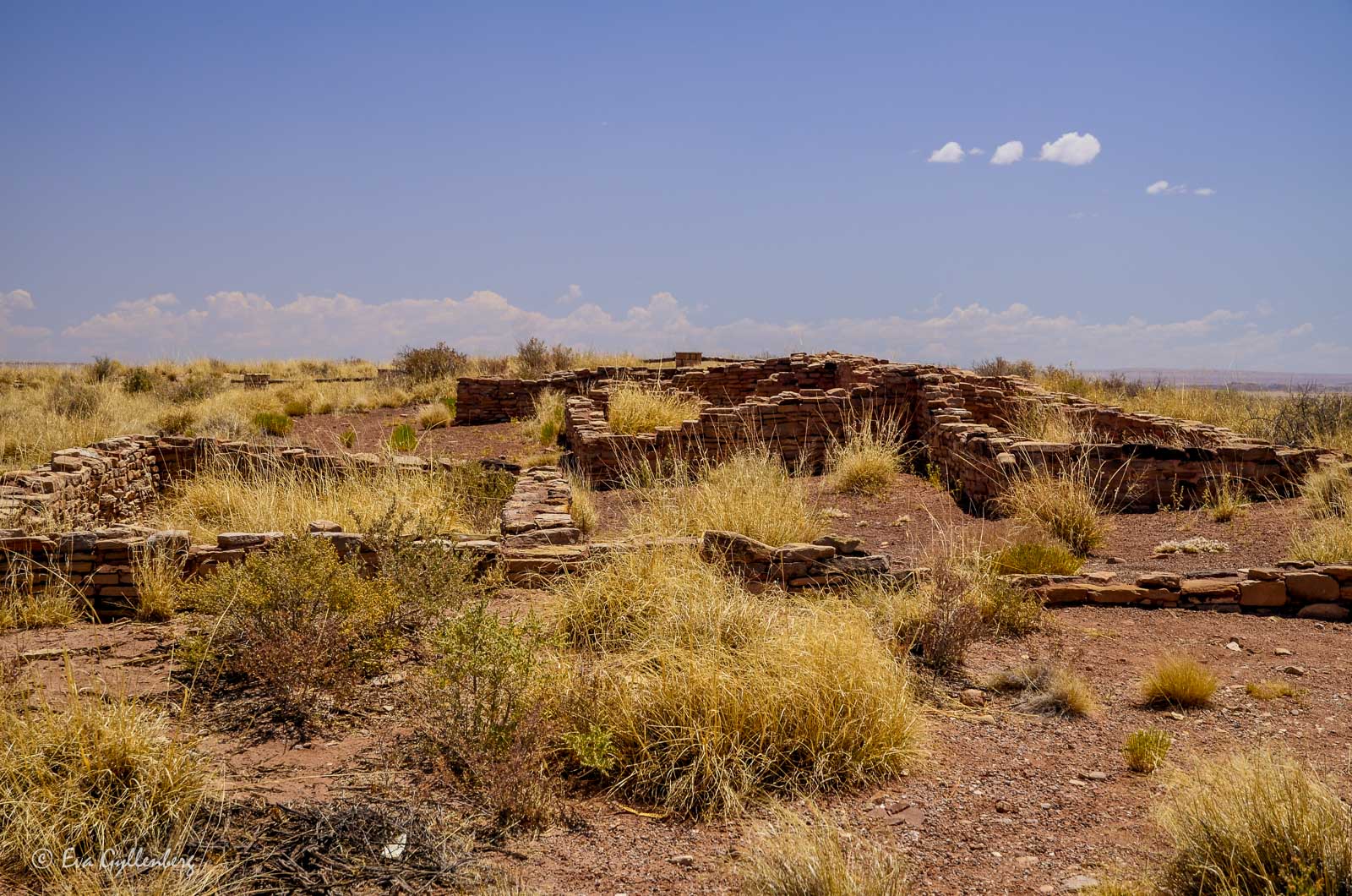 Remains in the Petrified Forest
