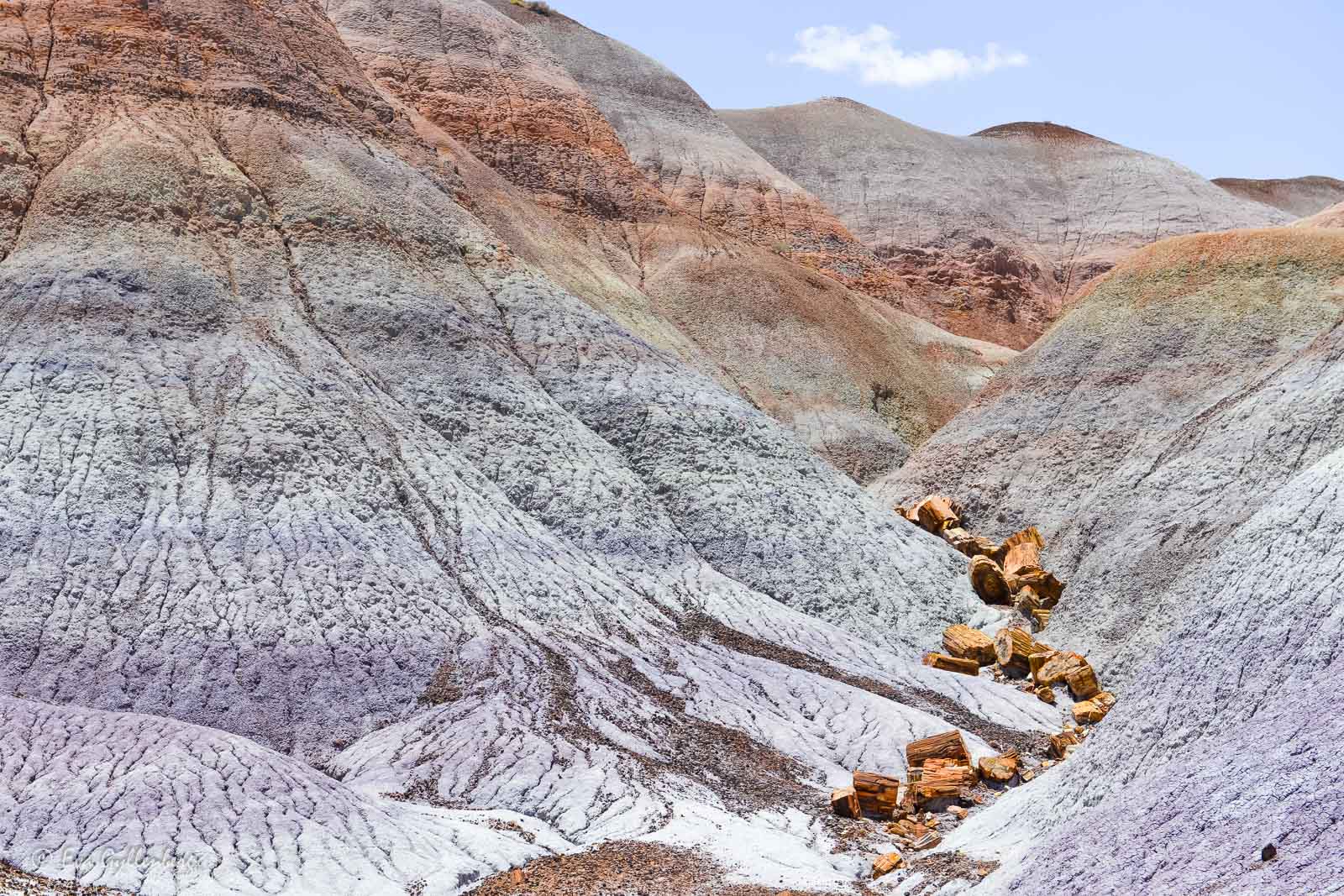 Kullar med trädlämningar i Petrified Forest