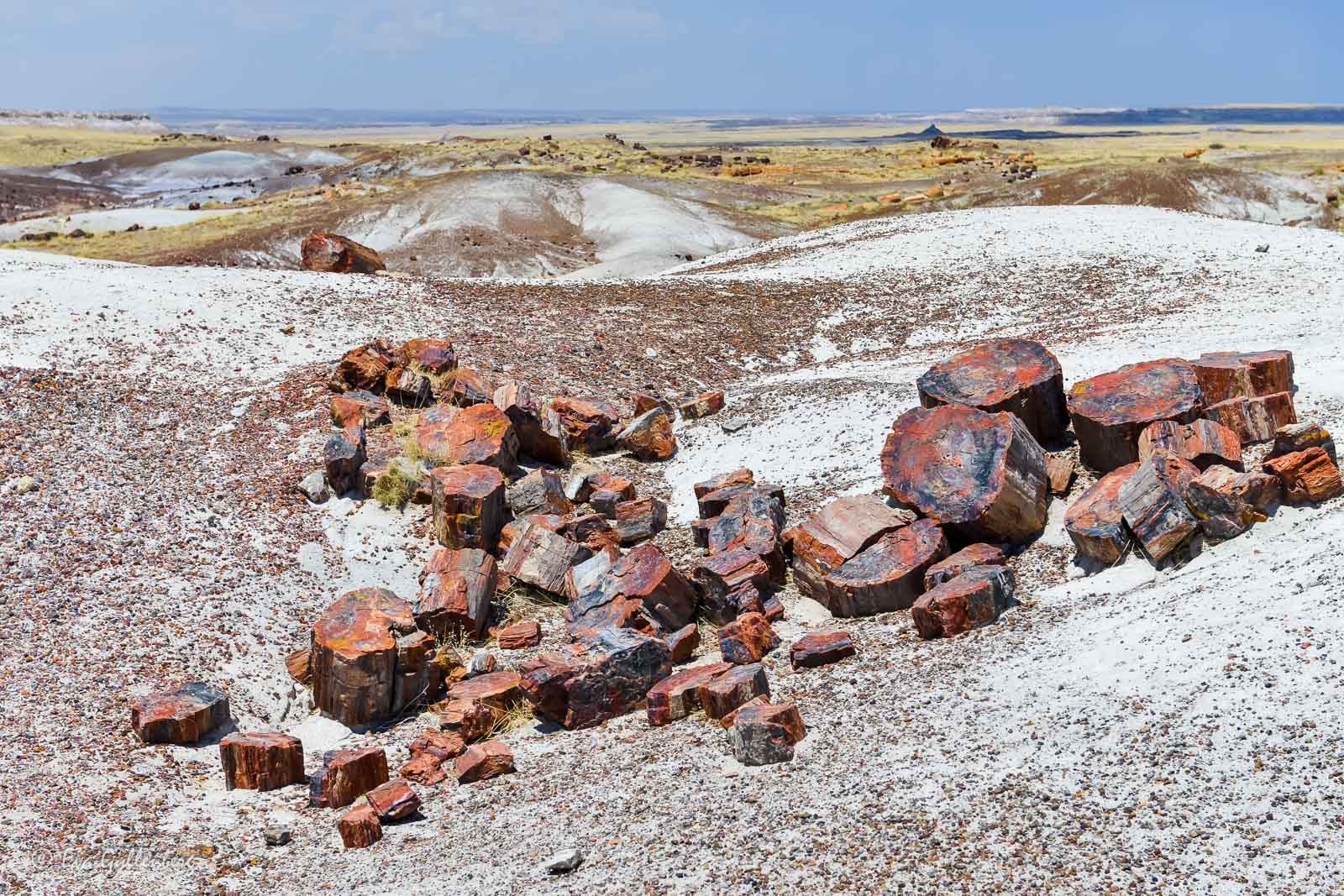 Stone logs in the Petrified Forest