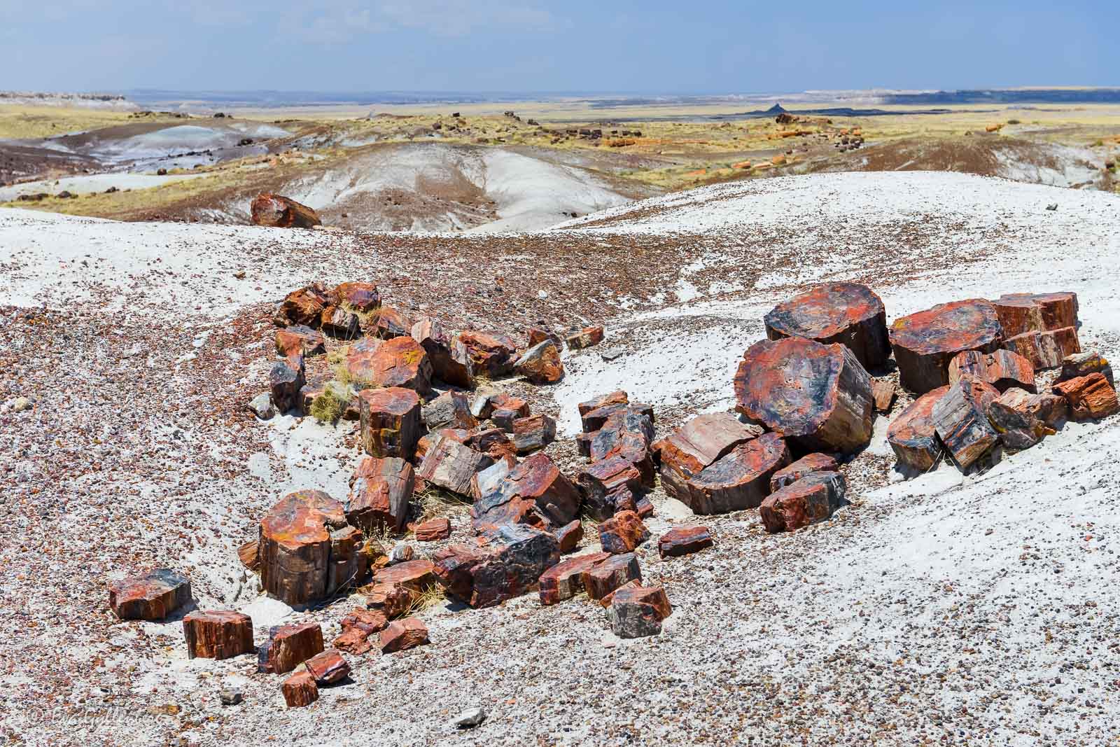 Trädstockar i sten i Petrified Forest