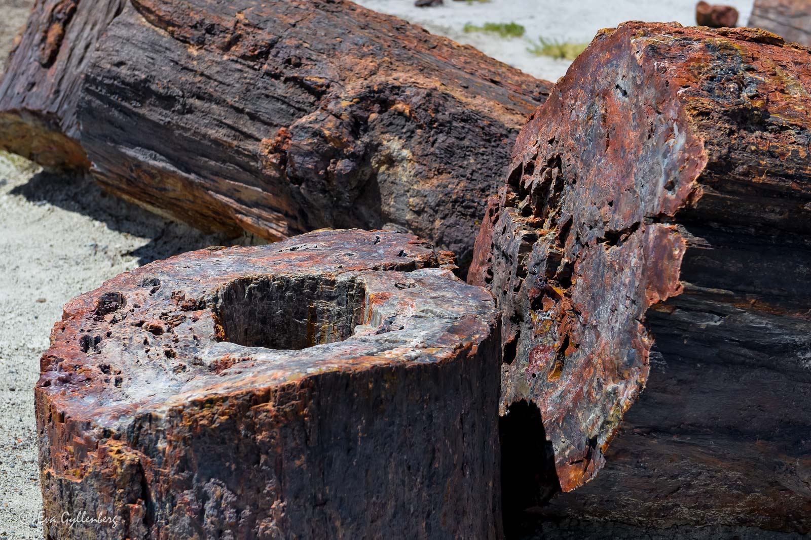 Förstenade träd i Petrified Forest