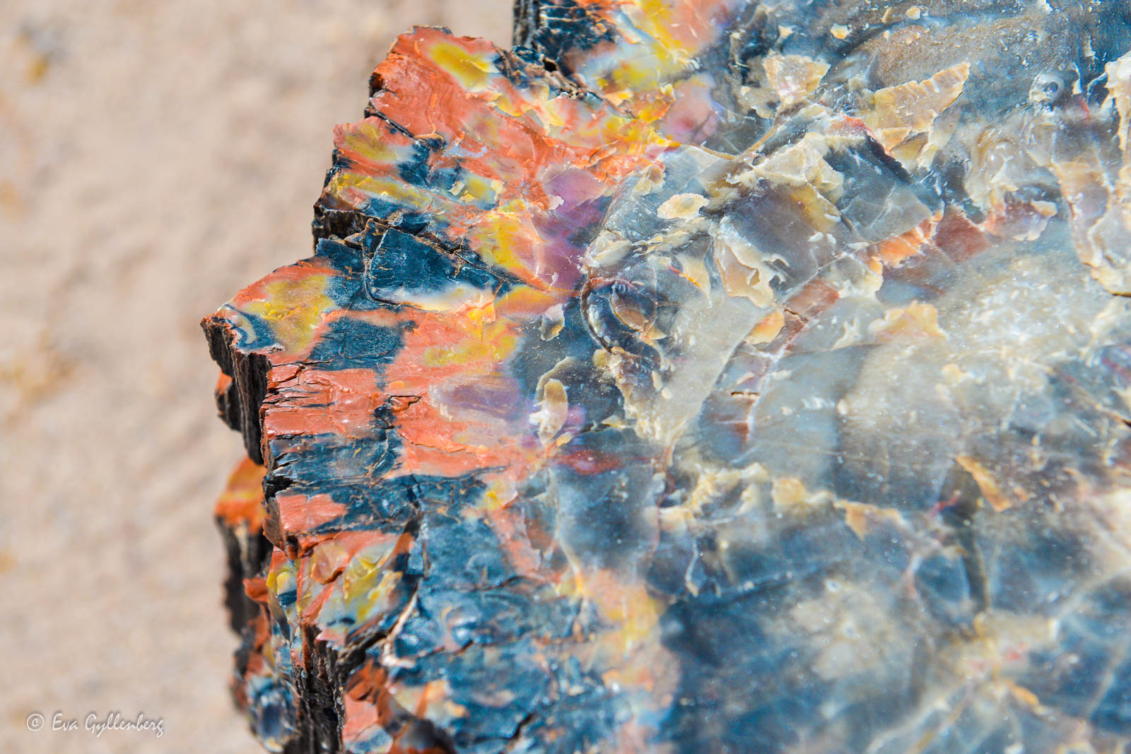 Förstelnat träd i Petrified Forest