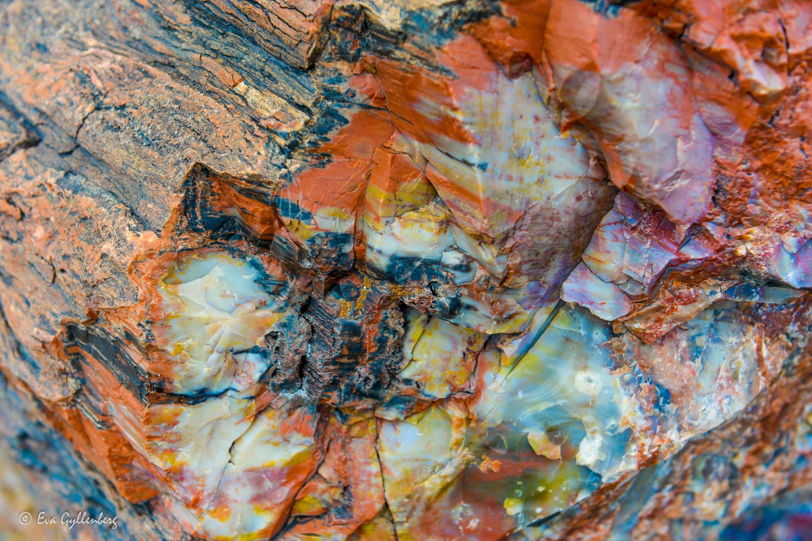 Förstelnat träd i Petrified Forest