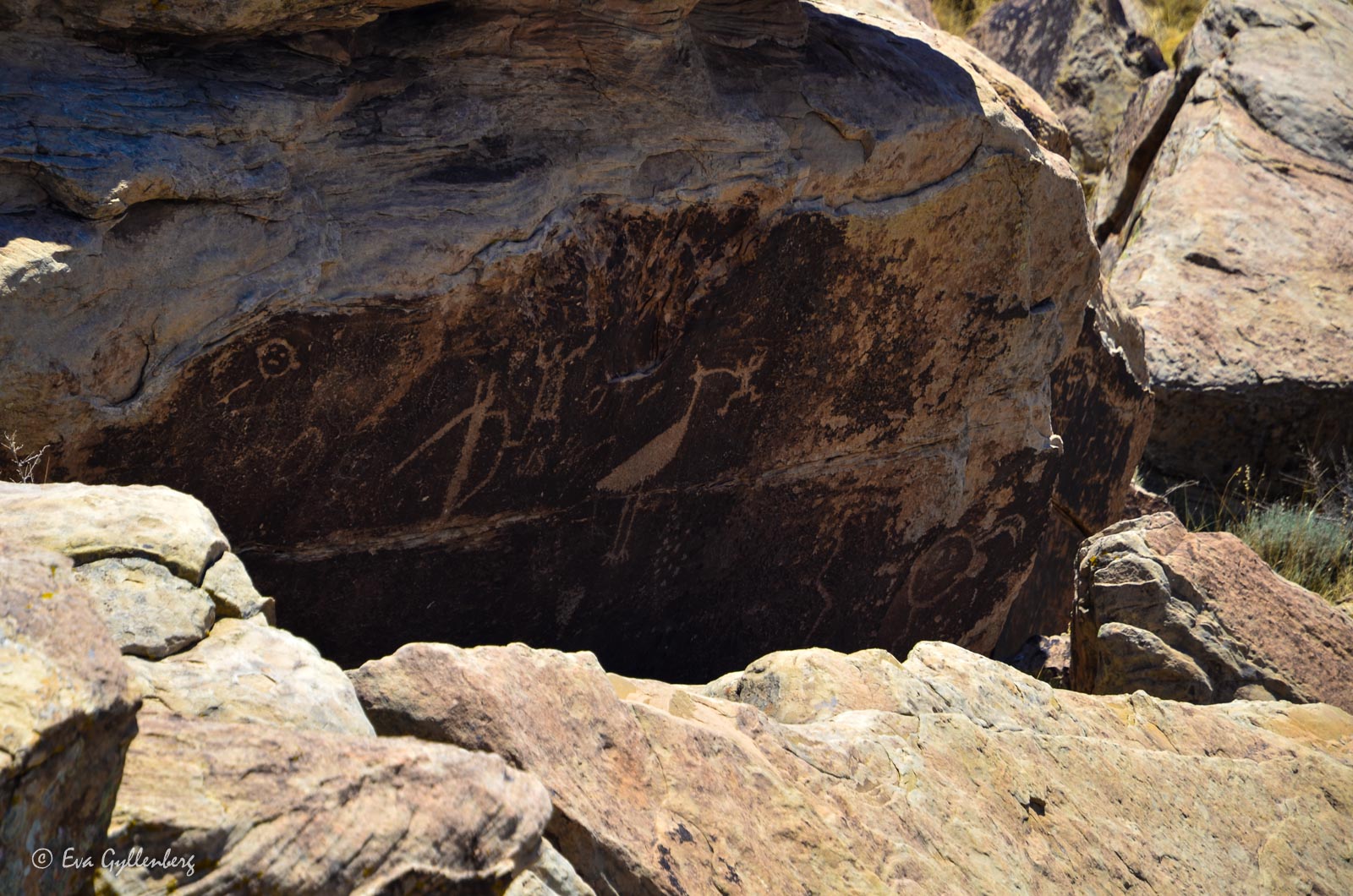 Ristningar i Petrified Forest