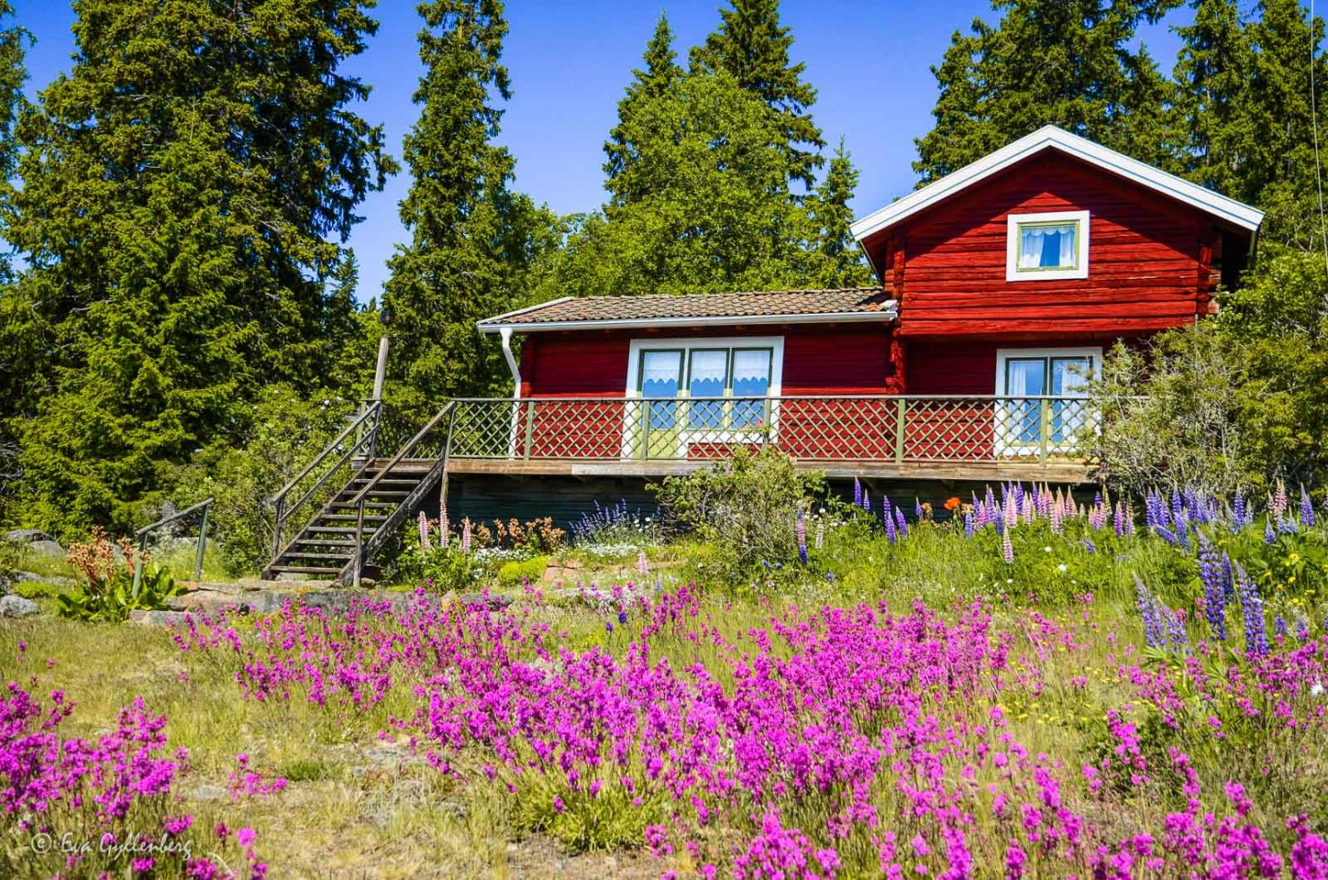 Rött hus på Ulvön - Höga kusten