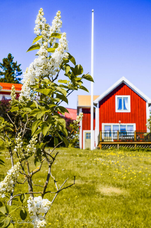 Red cottage on Ulvön