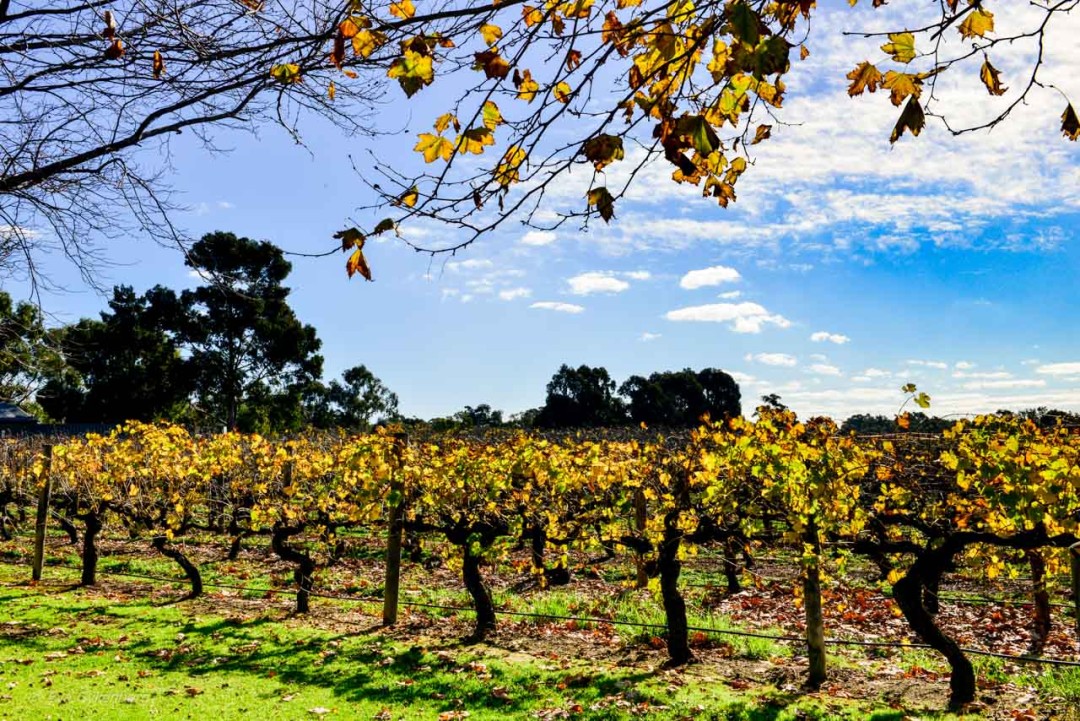 Sandalford Winery in the Swan Valley
