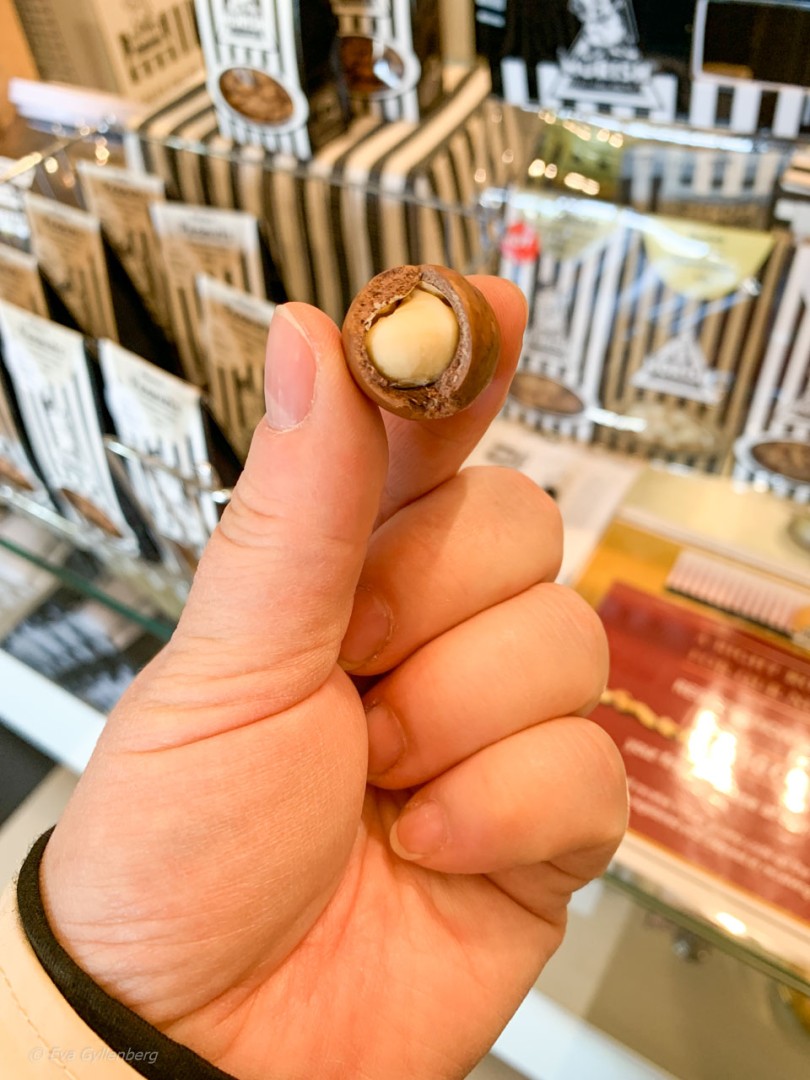 En macadamianöt i en hand