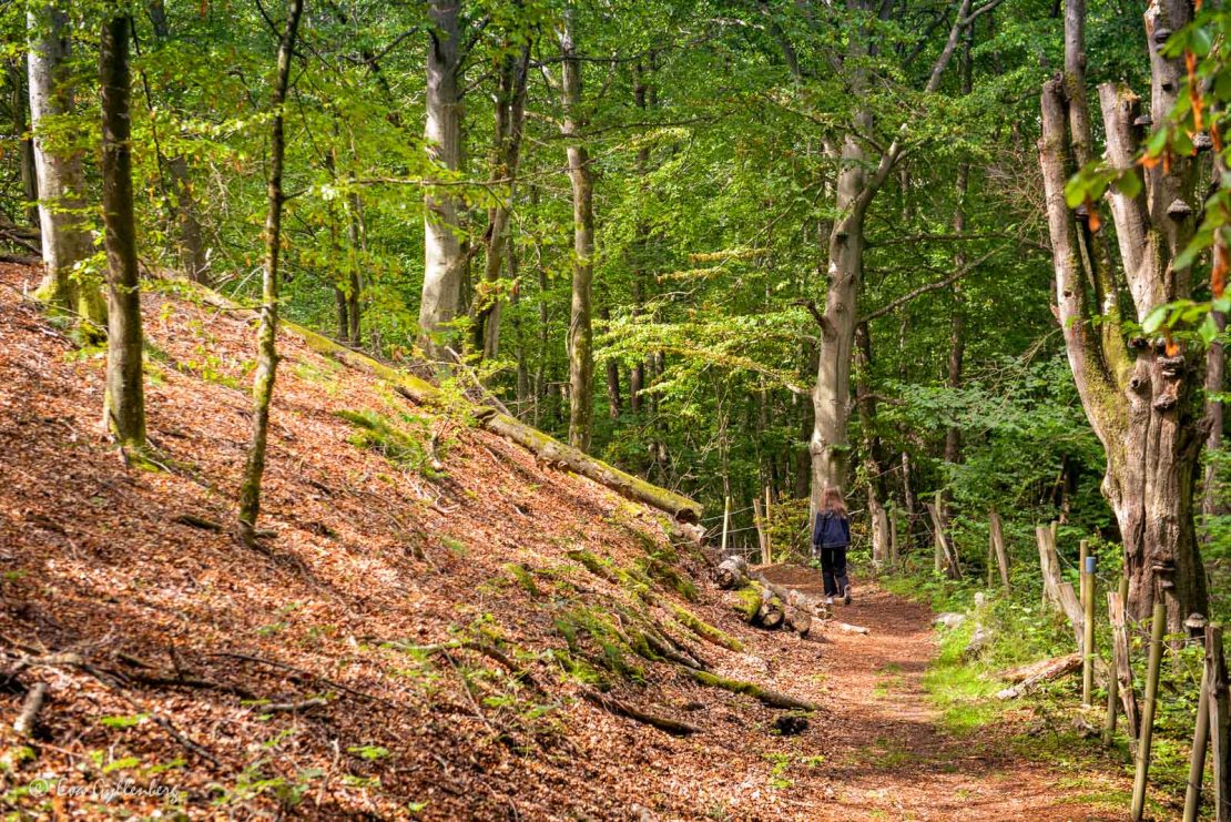 Bokskogen vid Brösarps backar