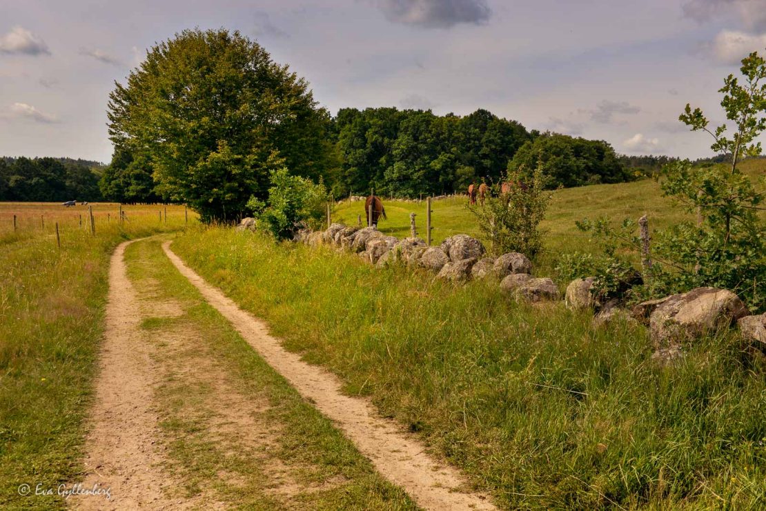 Väg vid Brösarps backar