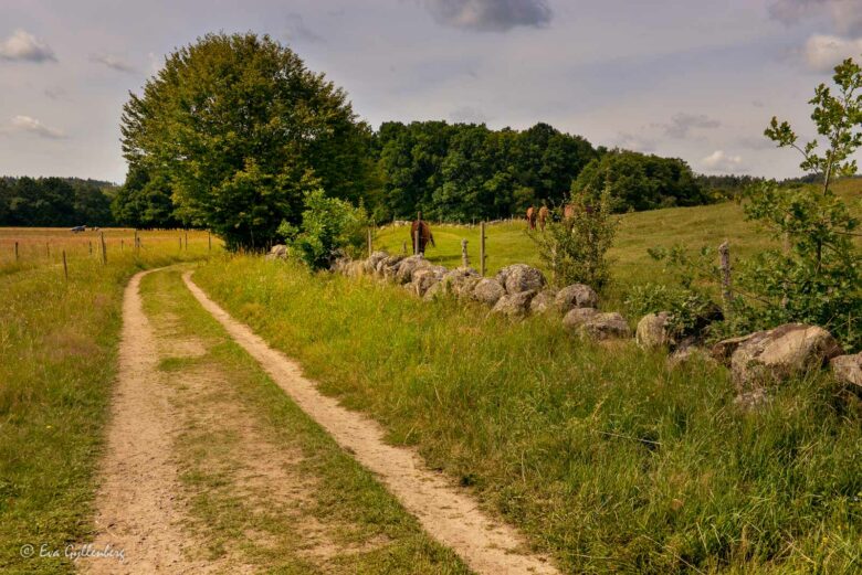 Väg vid Brösarps backar