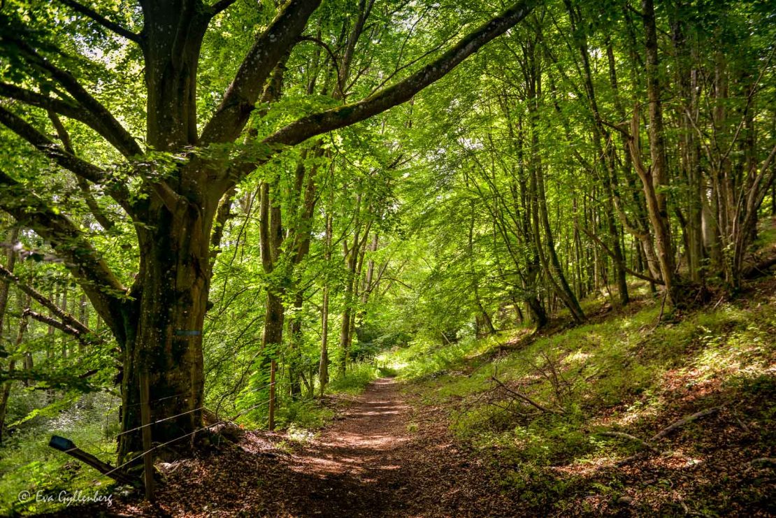 Bokskogen vid Brösarps backar
