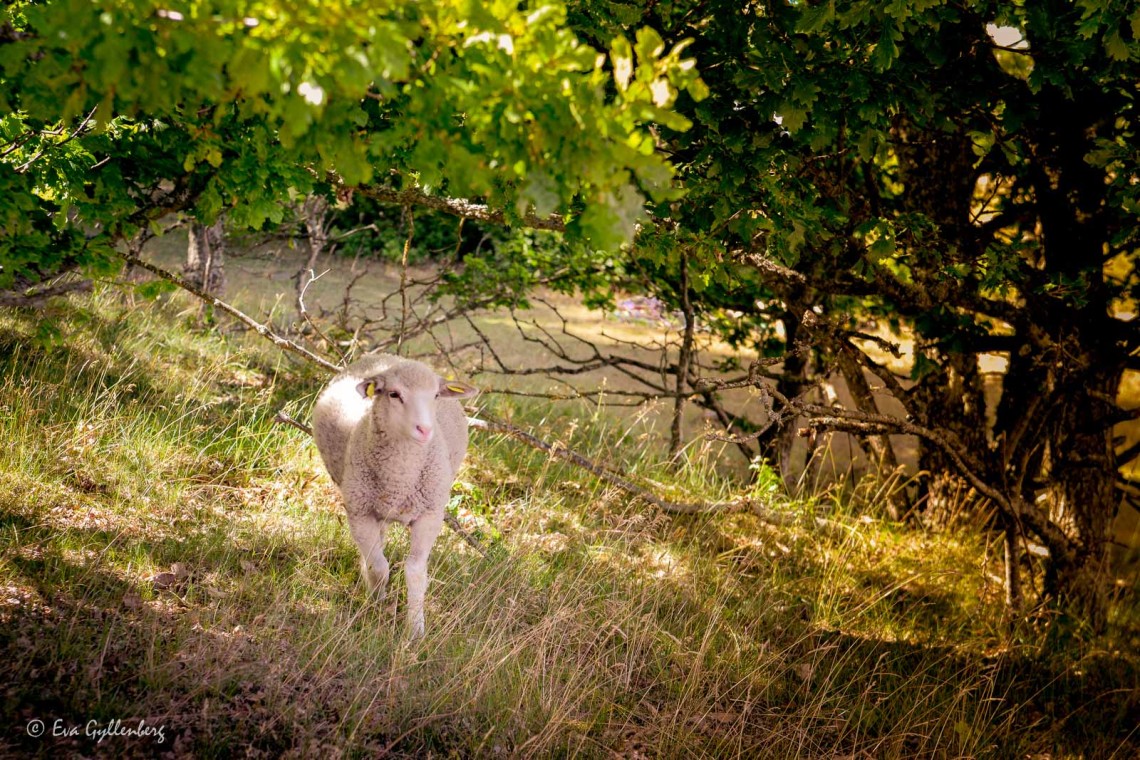 Haväng - Skåne