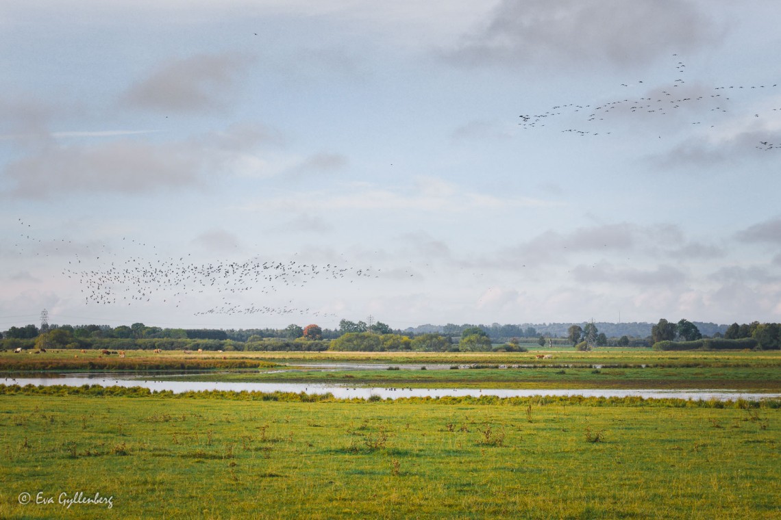 Migratory birds on Isternäset's beach meadows