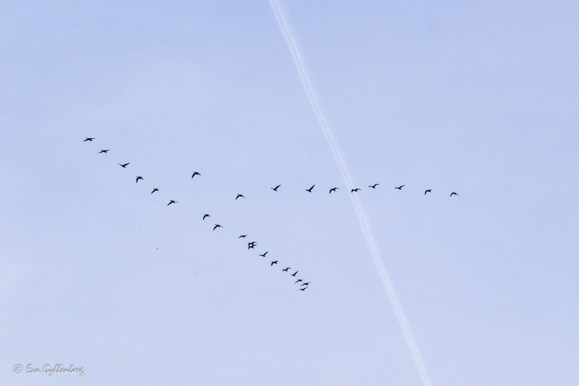 Flyttfåglar över Isternäset