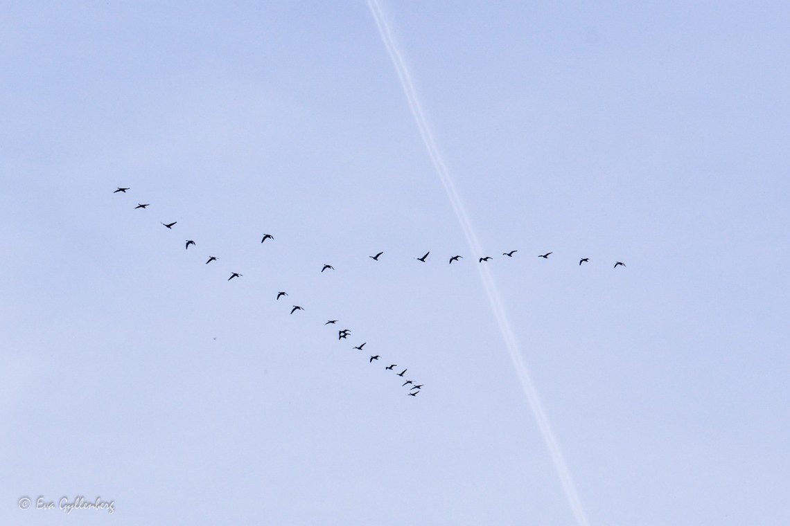 Flyttfåglar över Isternäset