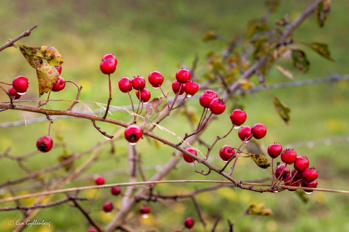 Red berries along the Linnérund