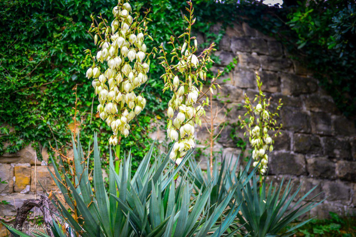 Blommor i Piran