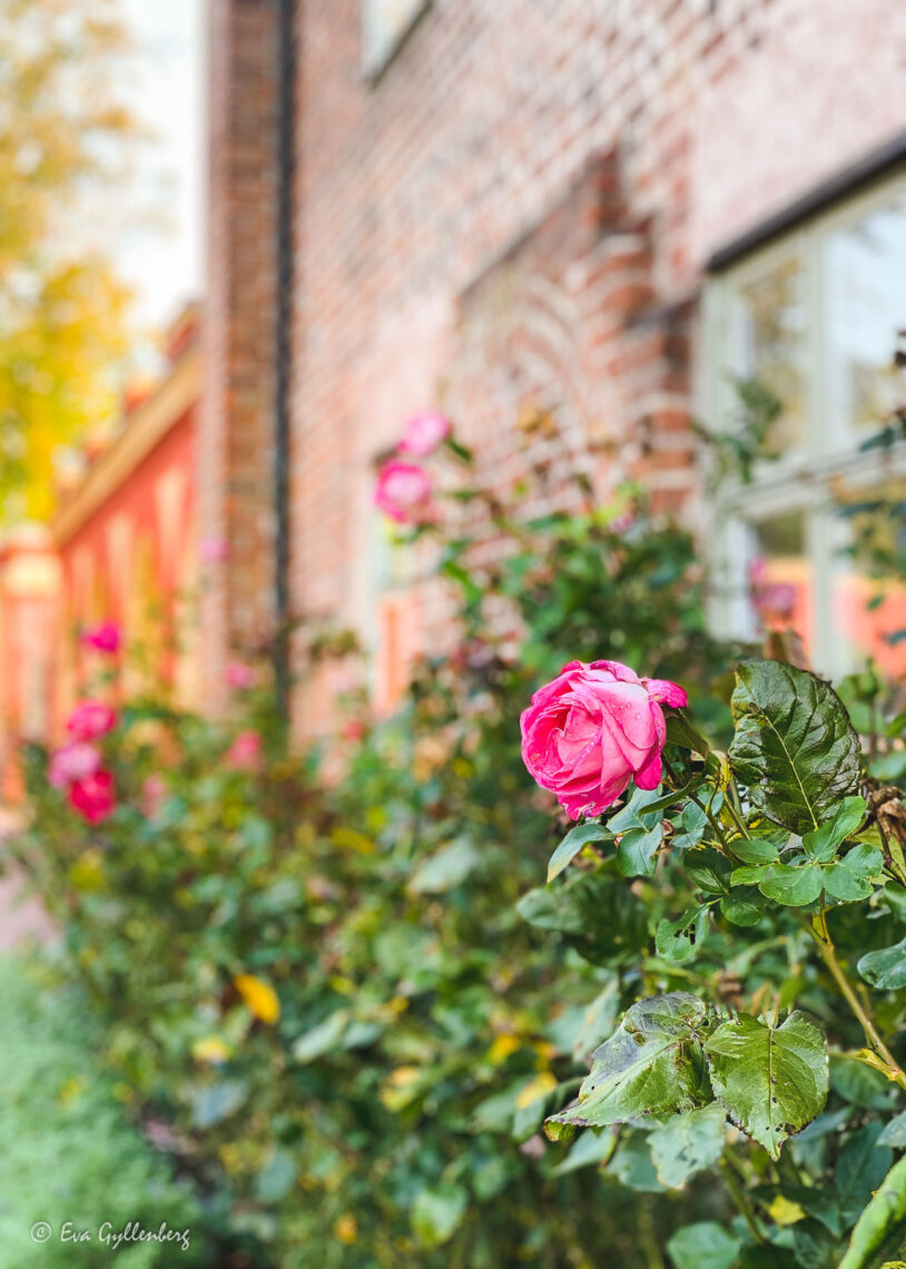 Roses at Bäckaskog castle