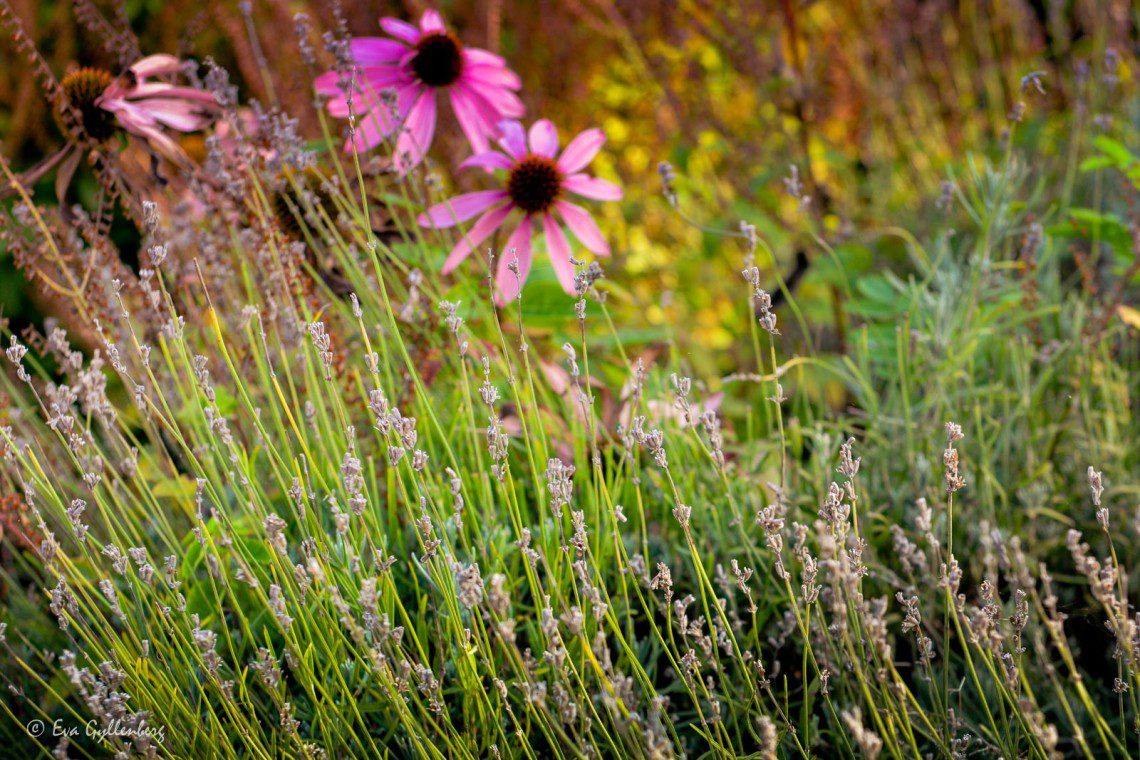 Blommor