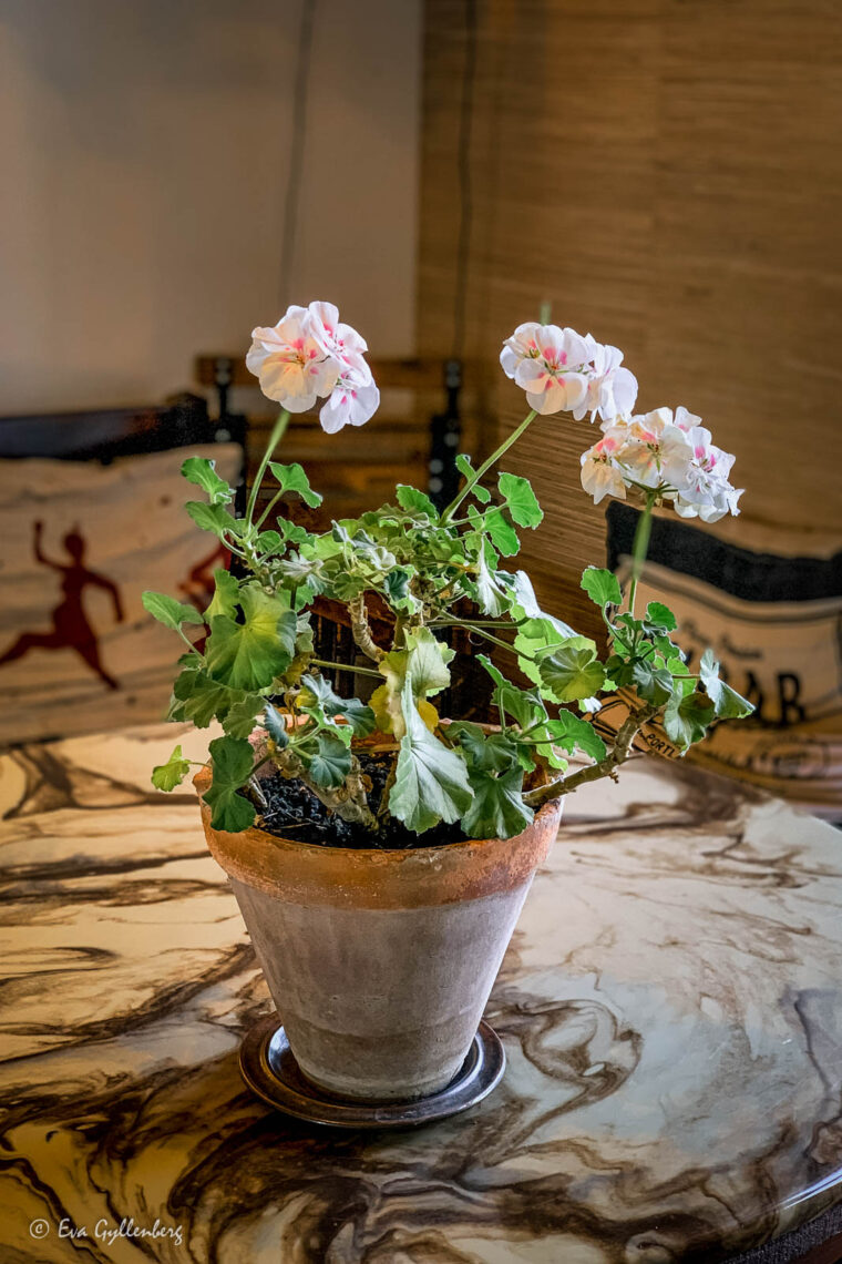Pelargon i ljusrosa på ett bord